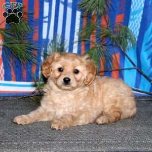 Buddy, Miniature Golden Retriever Puppy
