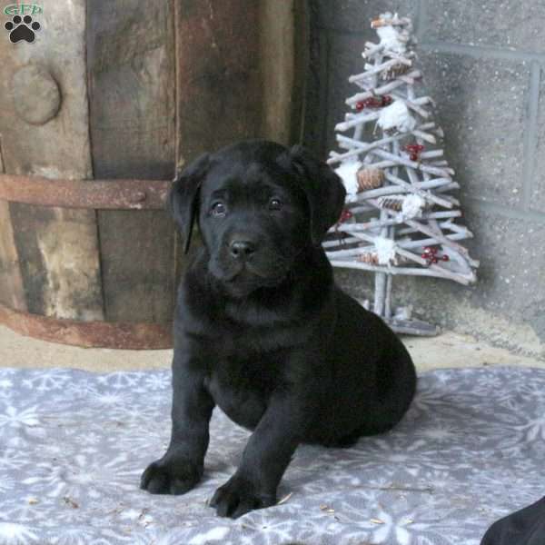 Bullet, Black Labrador Retriever Puppy