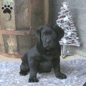 Bullet, Black Labrador Retriever Puppy