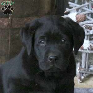 Bullet, Black Labrador Retriever Puppy
