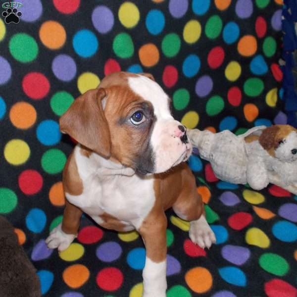 Bumbo, Boxer Puppy
