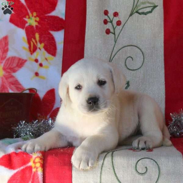 Buster, Yellow Labrador Retriever Puppy
