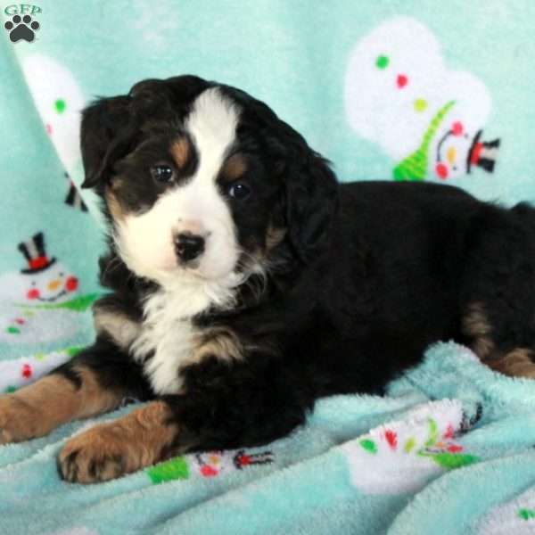 Buster, Mini Bernedoodle Puppy
