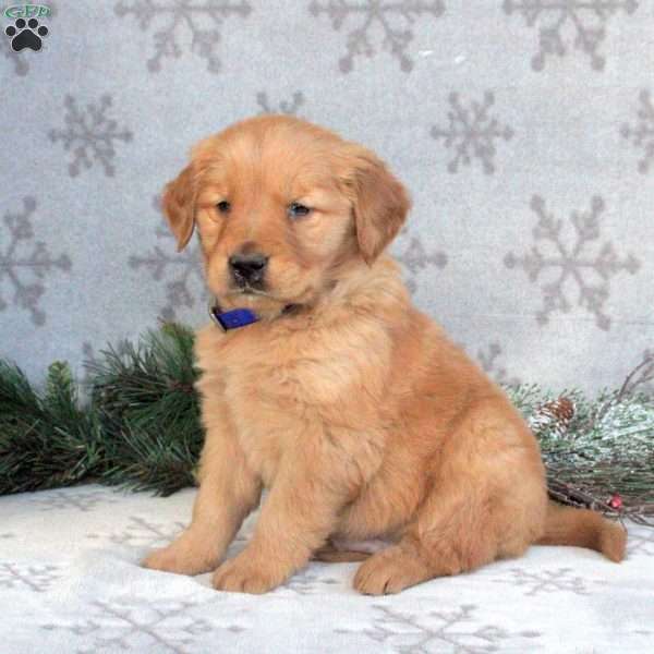 Buster, Golden Retriever Puppy