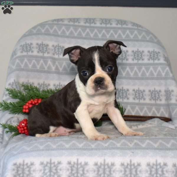 Buster, Boston Terrier Puppy