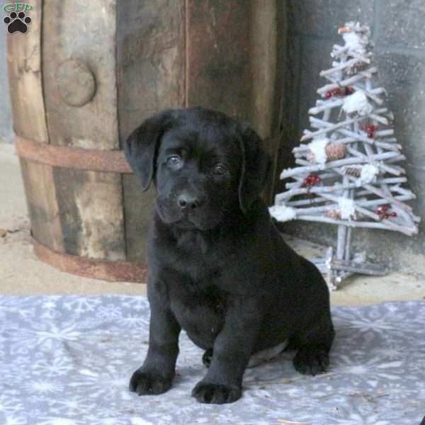 Buster, Black Labrador Retriever Puppy