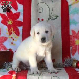 Buster, Yellow Labrador Retriever Puppy