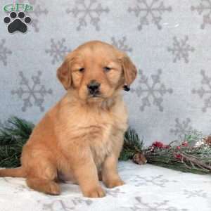 Buster, Golden Retriever Puppy