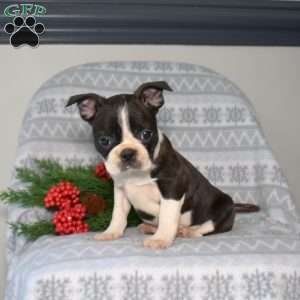 Buster, Boston Terrier Puppy