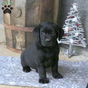 Buster, Black Labrador Retriever Puppy