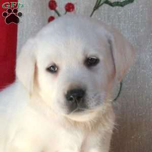 Buster, Yellow Labrador Retriever Puppy