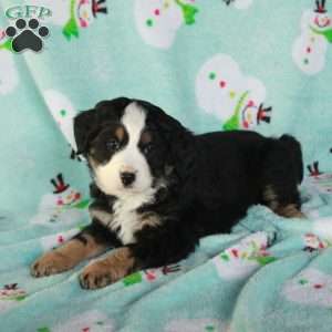 Buster, Mini Bernedoodle Puppy