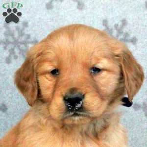 Buster, Golden Retriever Puppy