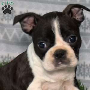 Buster, Boston Terrier Puppy