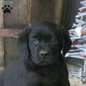 Buster, Black Labrador Retriever Puppy