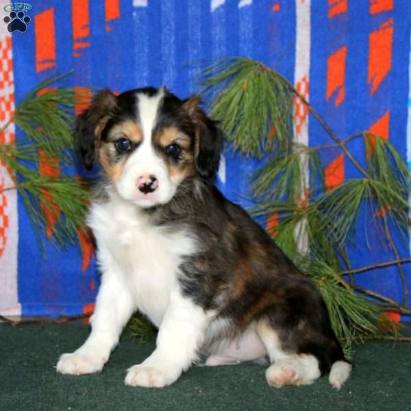 Butch, Cavalier King Charles Mix Puppy
