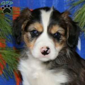 Butch, Cavalier King Charles Mix Puppy