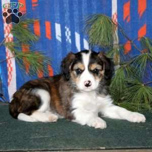 Butch, Cavalier King Charles Mix Puppy