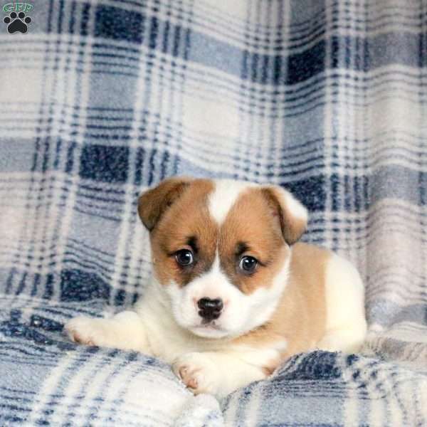 Buttercup, Welsh Corgi Mix Puppy