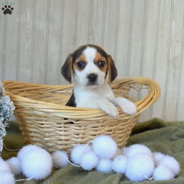 Buttercup, Beagle Puppy