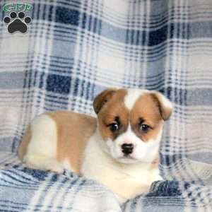 Buttercup, Welsh Corgi Mix Puppy