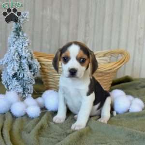 Buttercup, Beagle Puppy