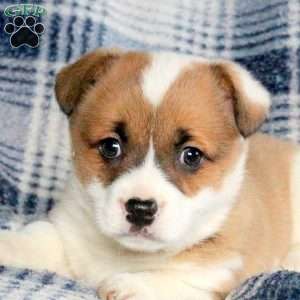 Buttercup, Welsh Corgi Mix Puppy