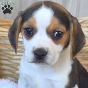 Buttercup, Beagle Puppy