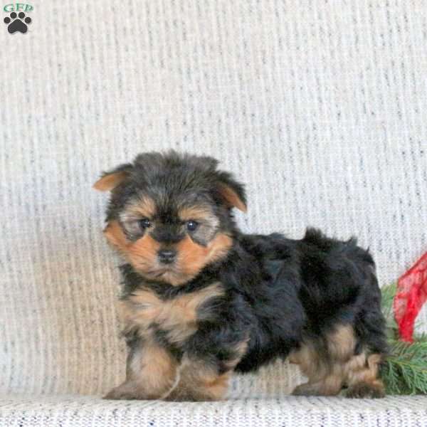 Butterscotch, Yorkie Puppy