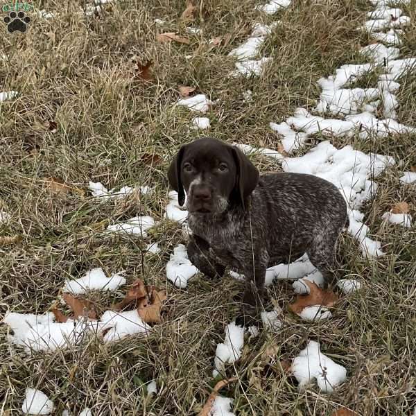 Ruby, German Shorthaired Pointer Puppy