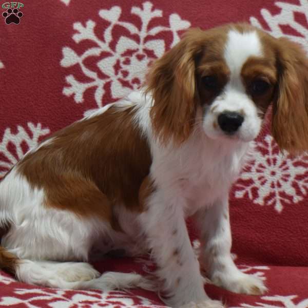 Blake, Cavalier King Charles Spaniel Puppy