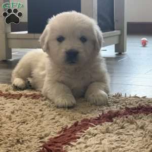 Glacier, English Cream Golden Retriever Puppy