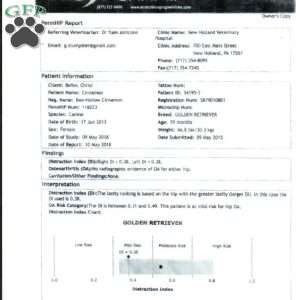 Sunny, Golden Retriever Puppy