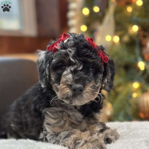 Coral, Mini Bernedoodle Puppy