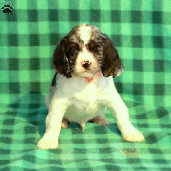 Cade, Cocker Spaniel Puppy
