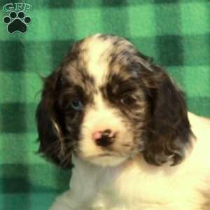 Cade, Cocker Spaniel Puppy