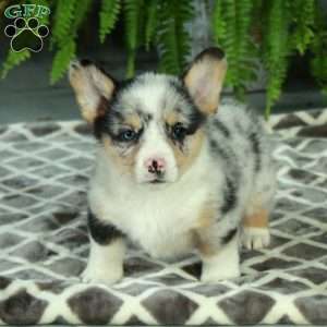 Cade, Pembroke Welsh Corgi Puppy