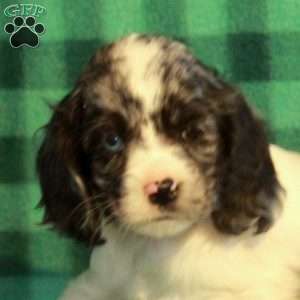 Cade, Cocker Spaniel Puppy