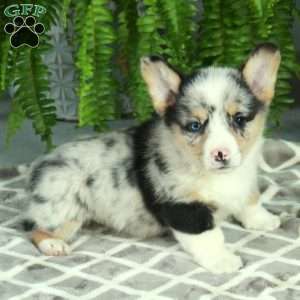 Cade, Pembroke Welsh Corgi Puppy