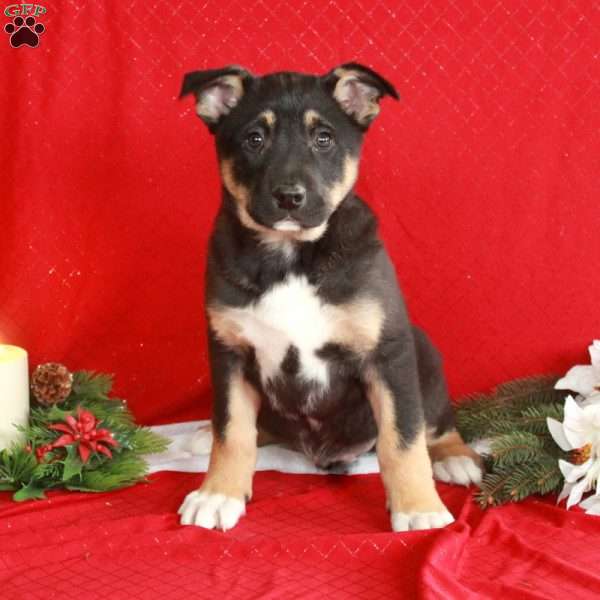 Caden, German Shepherd Mix Puppy