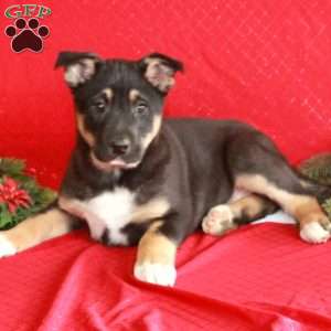 Caden, German Shepherd Mix Puppy