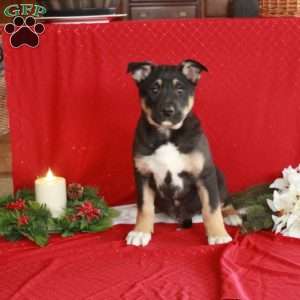 Caden, German Shepherd Mix Puppy