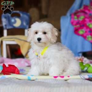 Caleb, Havapoo Puppy