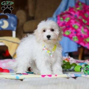 Caleb, Havapoo Puppy