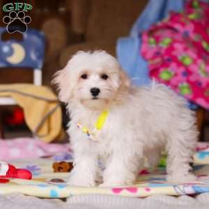 Caleb, Havapoo Puppy