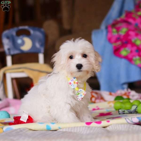 Caleb, Havapoo Puppy