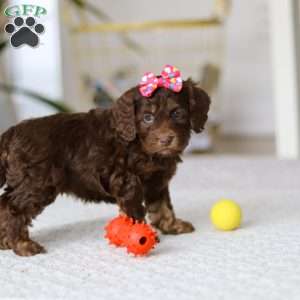 Callie, Cockapoo Puppy
