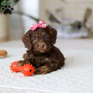 Callie, Cockapoo Puppy