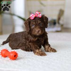 Callie, Cockapoo Puppy