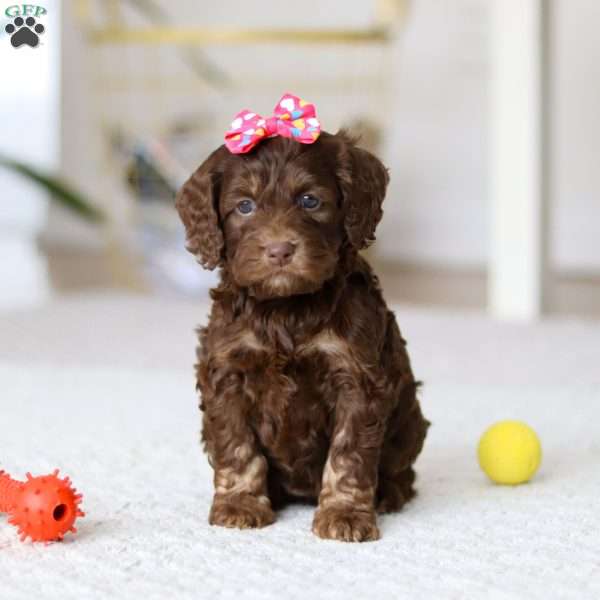 Callie, Cockapoo Puppy